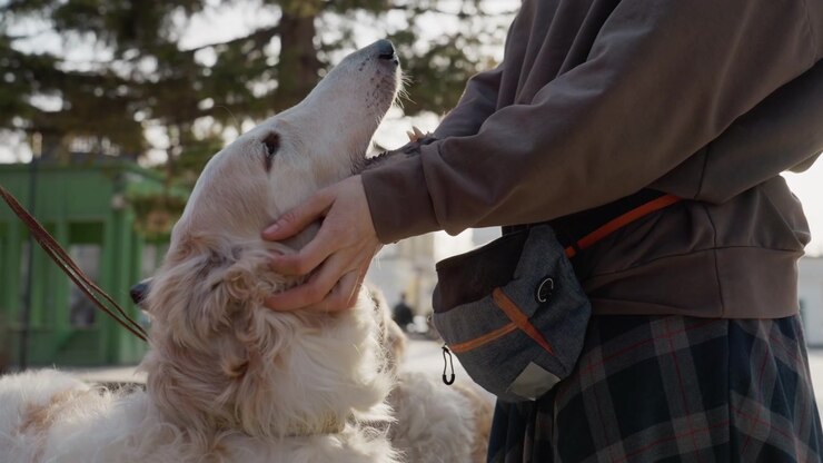 Una persona accarezza delicatamente un cane bianco all'aperto, con l'animale che appare calmo e contento. La scena è caratterizzata da luce naturale e un ambiente esterno, concentrandosi sull'interazione tra l'essere umano.