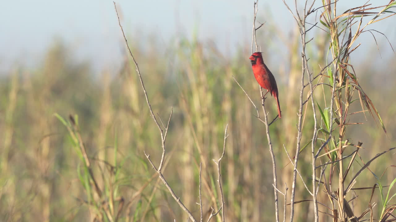 cardenal rojo del norte posado en una rama llamando