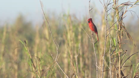 Cardenal-Rojo-Del-Norte-Posado-En-Una-Rama-Llamando