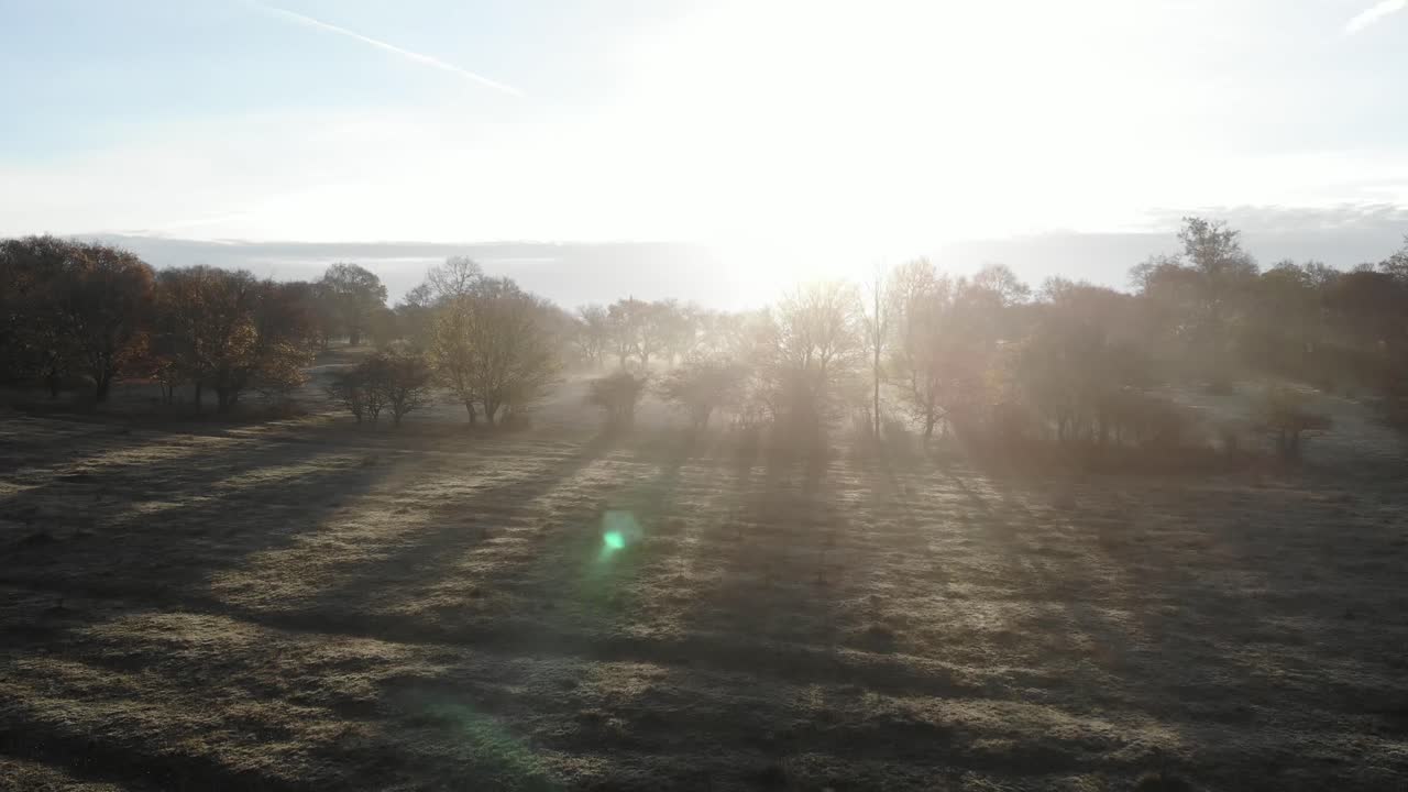 conceptual contra el sol disparó sobre árboles de luz de fondo en una colina, el dron se levantó bengalas de sol en la cámara como luz del cielo