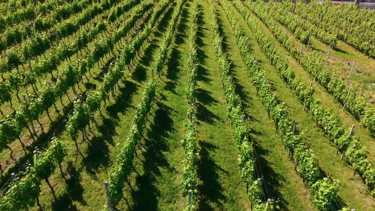 Filari di viti si estendono in un vigneto soleggiato, fogliame verde nella stagione estiva