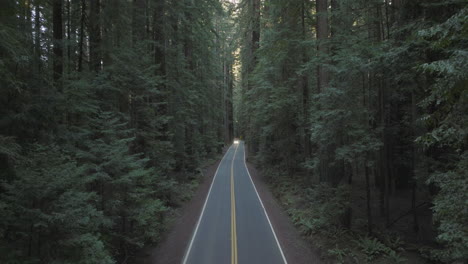 car with headlights on drives towards camera, flight along straight road through avenue of the giants redwood forest