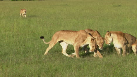 Hembras-De-León-Africano-Caminando-Hacia-La-Cámara,-Preparándose-Para-Cazar,-Masai-Mara,-Kenia