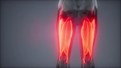 selected muscle anatomy map