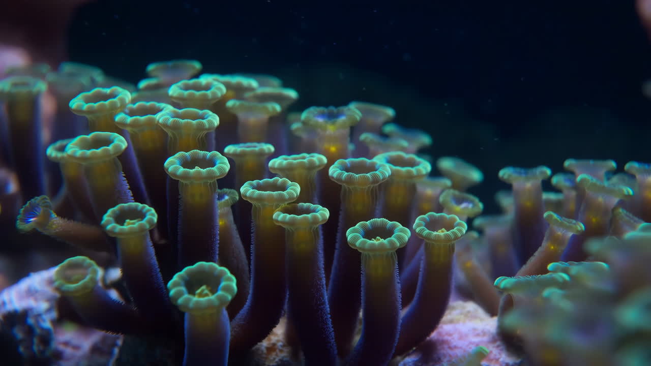 Vibrant Green and Purple Coral Polyps Underwater