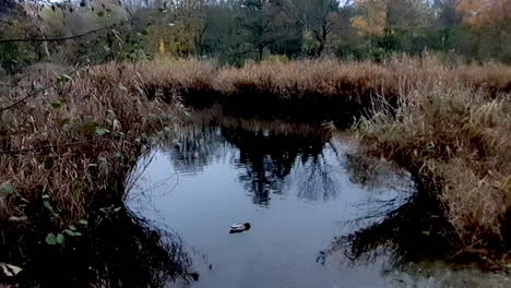 Enten-Herbst,-Hassendeide-Park-In-Berlin,-Deutschland,-30-Fps