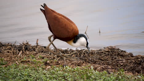 African-Jacana-walks-along-riverbank-with-massive-feet,-foraging