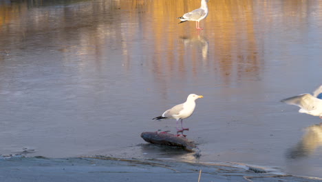 Eine-Möwe-Schützt-Einen-Toten-Fisch-Vor-Anderen,-Die-Versuchen,-Einen-Bissen-Zu-Erschleichen