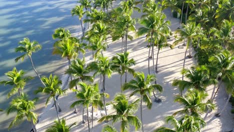 idílica playa tropical caribeña: arena blanca y palmeras.