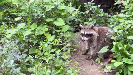 a raccoon is leisurely walking through a vibrant and lush green forest filled with various plants and wildlife all around it