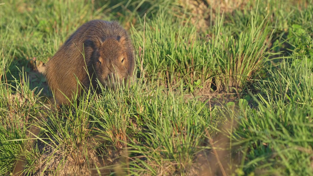 Capybara quietly feeds on tall green grass along a muddy riverbank in soft daylight, a natural behavior study clip from rural Argentina.
