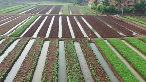 aerial view of an agricultural field with irrigation channels