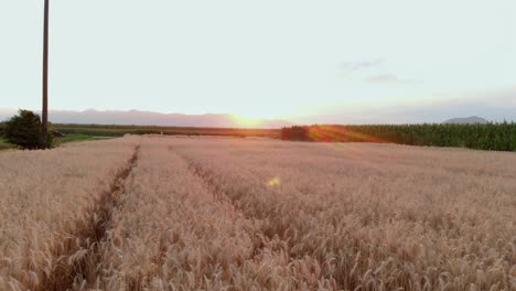 Wheat-Field-Crop-Blowing-in-Breeze,-Sun-Flare,-Low-Level-Reverse-Aerial