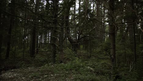 Creepy-looking-scene-in-the-forest-with-weird-shaped-trees