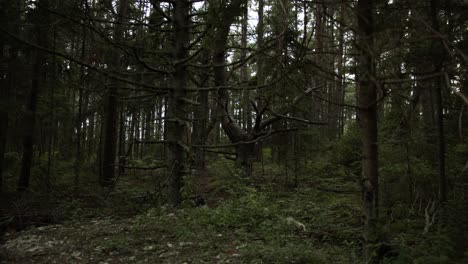 creepy looking scene in the forest with weird shaped trees
