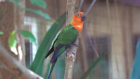 pájaro social, periquito jandaya conure, aratinga jandaya posado en el árbol con un hermoso plumaje vibrante en un entorno cerrado en el parque de vida silvestre del santuario de aves