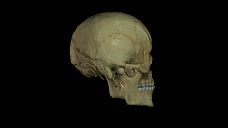 Seamless-loop-of-a-rotating-human-skull