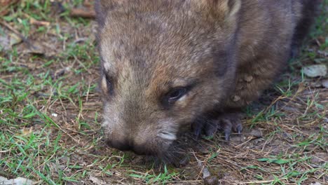 A-southern-hairy-nosed-wombat,-a-short-legged,-muscular-quadrupedal-marsupial-foraging-on-the-ground,-eating-its-cubic-poop,-close-up-shot-of-native-Australian-wildlife-species