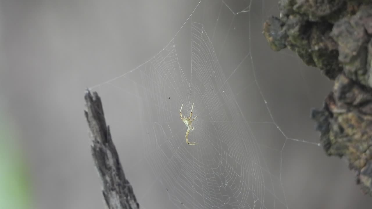 araña en la telaraña - esperando la caza