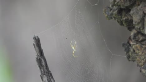 spider in web - waiting for hunt