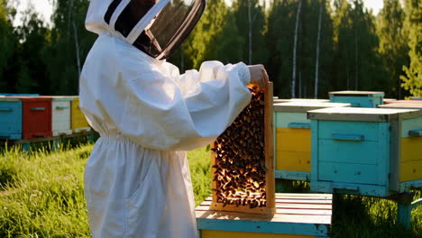 a beekeeper inspects a beehive frame full of bees at an apiary