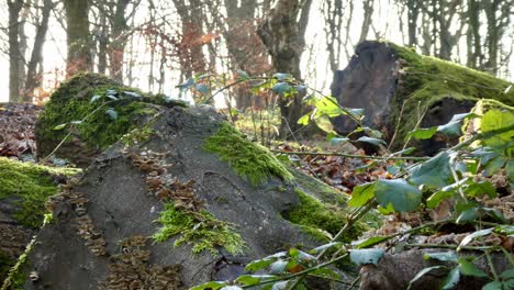 Moss-covered-fallen-woodland-forest-tree-trunks,-Sunshine-shining---glowing-through-autumn-branches