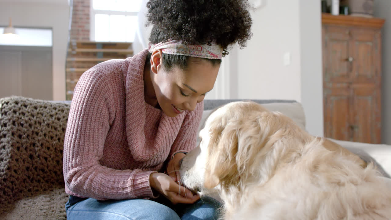 Mulher birracial feliz acariciando cão golden retriever em casa, em câmera lenta