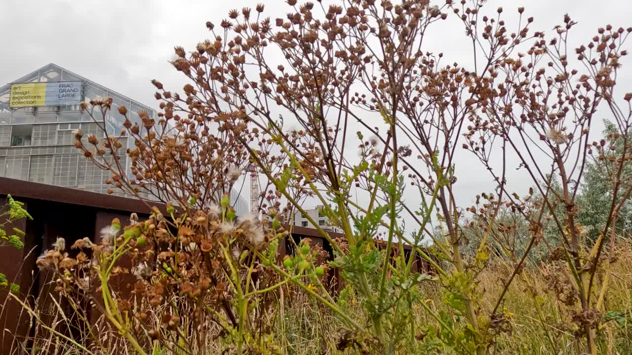Dry wildflowers and green plants move gently in the wind before a metal industrial structure under overcast skies, captured with a static camera
