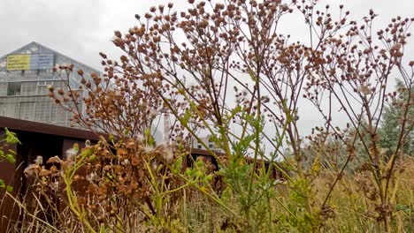 dry wildflowers and green plants move gently in the wind before a metal industrial structure under overcast skies, captured with a static camera