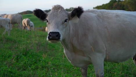 A-white-cow-in-a-field-stares-into-the-camera-while-chewing-its-cud