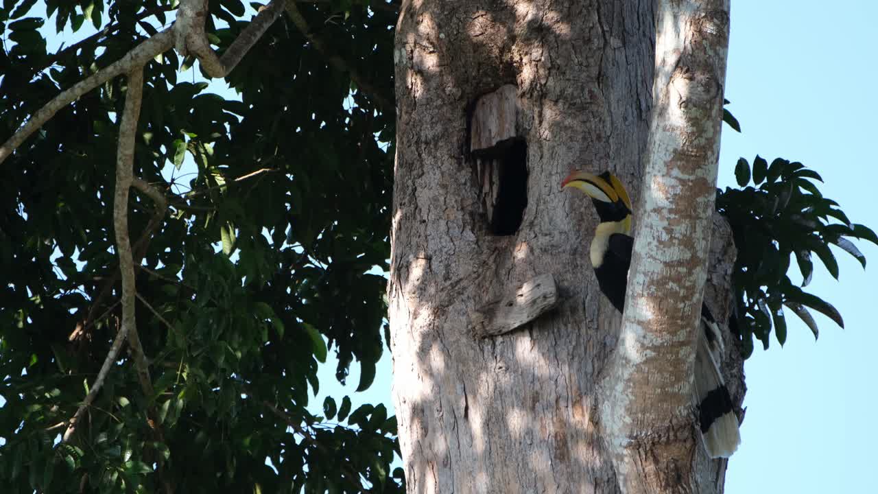 visto posarse en una gran rama justo fuera de su nido mientras miraba a su alrededor, gran cálao buceros bicornis, parque nacional khao yai, tailandia