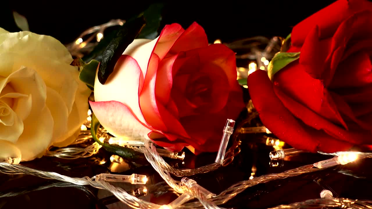 Rose against the background of bright garlands
