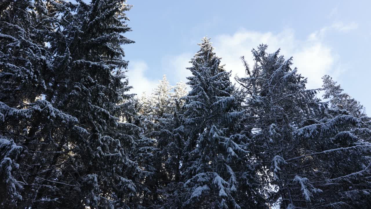Sneklædte fyrretræer under en blå, skyet himmel - panorering, lav vinkel.