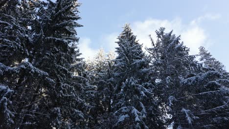 雪覆蓋的松樹在藍色的雲天下 - <unk>,低角度