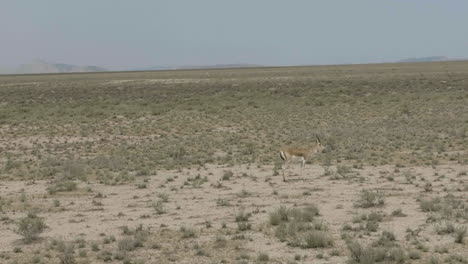 Goitered-gazelle-antelope-standing-motionless-in-arid-Vashlovani-plain