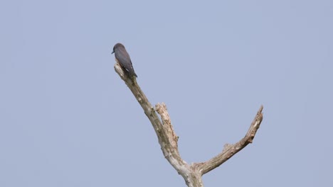 Von-Seinem-Rücken-Aus-Gesehen,-Schaut-Er-Sich-Um-Und-Fliegt-Dann-Weg,-Um-Seine-Beute-Zu-Fangen,-Aschenschwalbe-Artamus-Fuscus,-Thailand