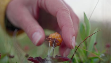 hand picking yellow cloudberry on meadow during spring in norway