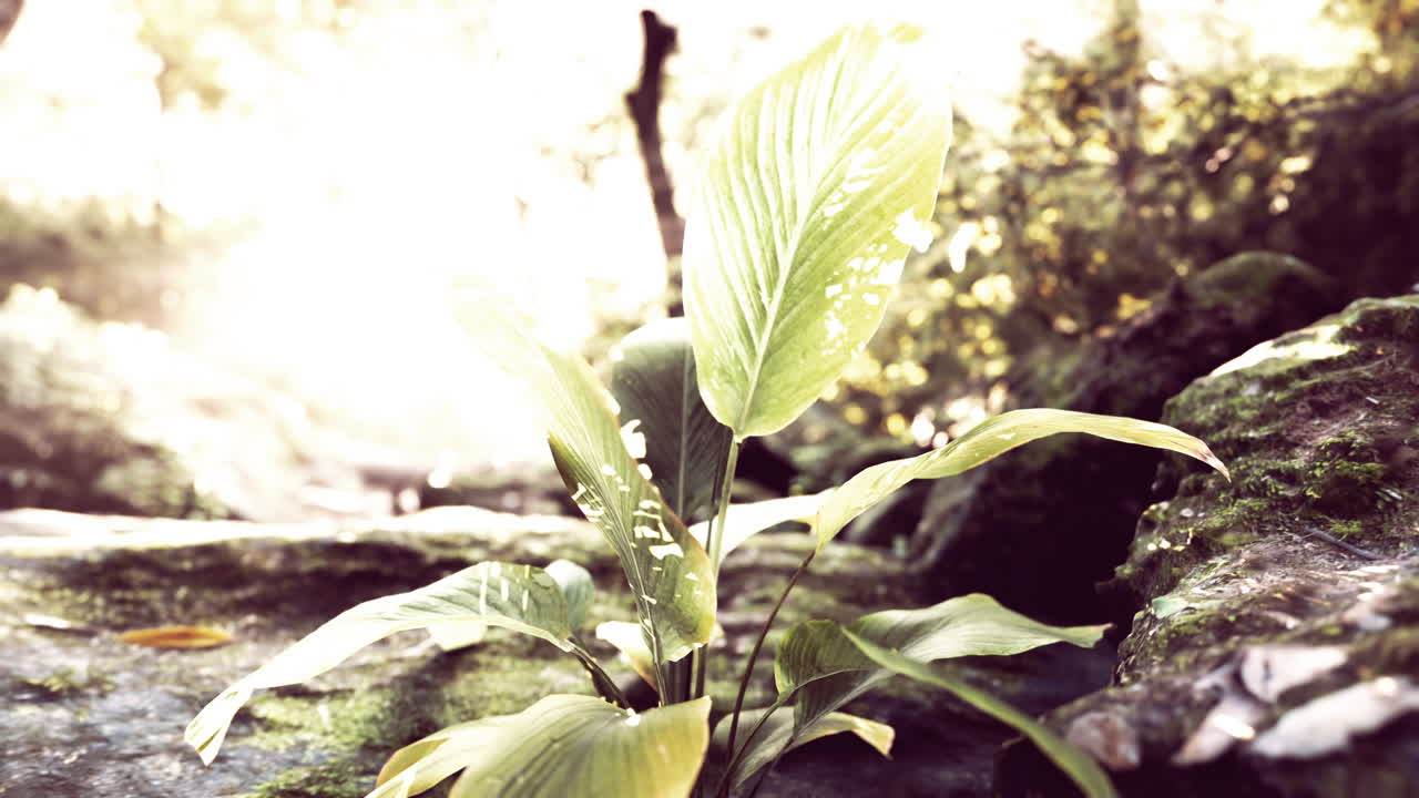 bosque lluvioso brumoso y rayos de sol brillantes a través de las ramas de los árboles