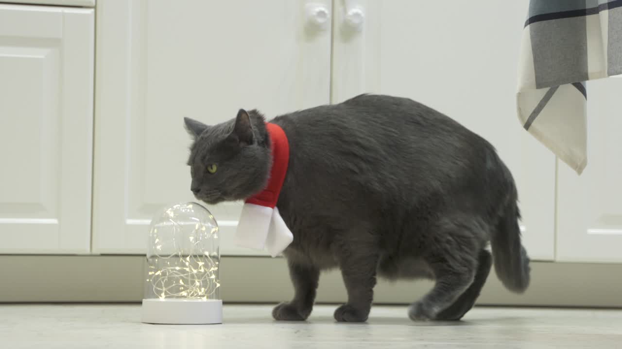 빨간색과 색의 스카프를 입은 회색 고양이가 새해와 크리스마스를 기다리고 있습니다.