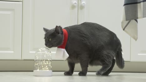 gato doméstico gris en una bufanda roja y blanca. el gato está esperando el año nuevo y la navidad. temporada de vacaciones.