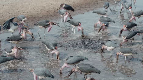 Thousands-of-catfish-wriggle-in-a-small,-almost-dried-up-pond-in-East-Africa