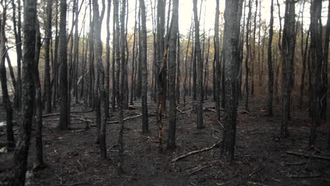 después de un incendio forestal, los árboles y arbustos quemados pueden verse a través del bosque como un alivio de las caídas de lluvia