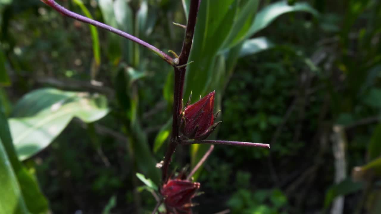 zarwani, dhirkhadi, gujarat 농장의 꽃