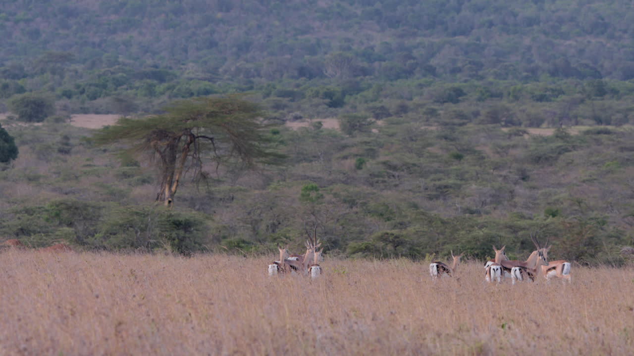 Extreme wide shot of a herd of grant's gazelle trotting