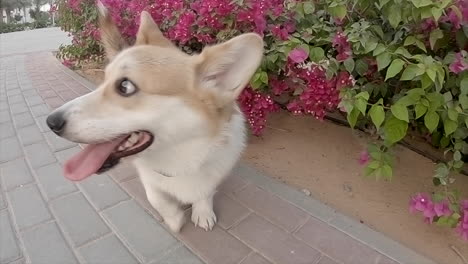 corgi dog walking towards the camera with his tongue sticking out