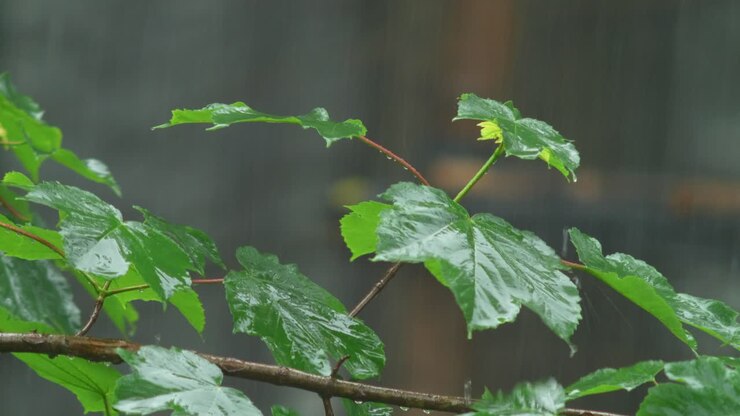 Heavy Raindrops Fall On A Maple Branch Hitting Its Leaves
