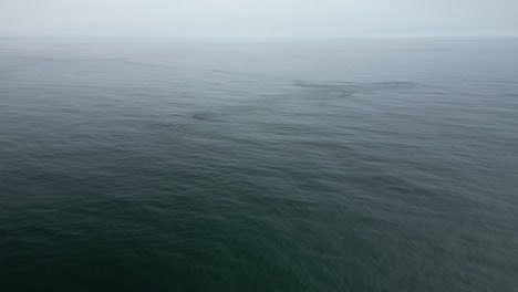 Sea-birds-floating-on-the-calm-Atlantic-ocean