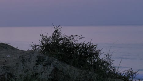 силуэт куста пустынного растения с бокеном аравийского моря на заднем плане в свете вечернего заката