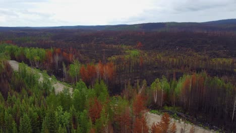 Wildfire-stopped-by-a-road,-fire-management,-aftermath,-Canada