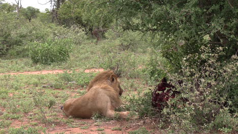 zoom out shot of male lion falling asleep next to his kill